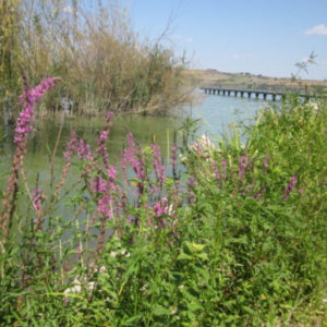 foto x territorio e dintorni lago di chiusi 5 __